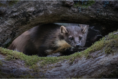 Pinemarten