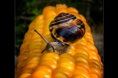 Wynford Evans - Highly Commended