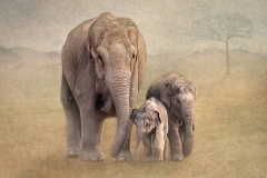 Lynda Haney - Very Highly Commended
