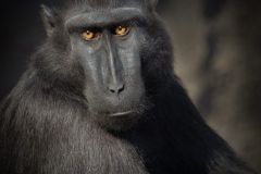 Brian Lunt - Very Highly Commended