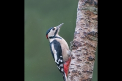 Vince Scriven - Highly Commended