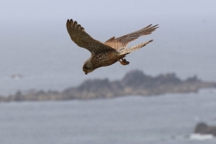 Jane Brewer - Very Highly Commended