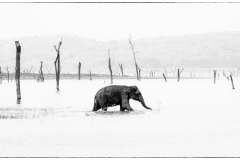 Nicky Higgens -- Highly Commended
