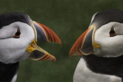 Marie Aldridge - Highly Commended