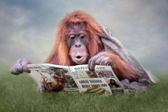 Lynda Haney - Highly Commended