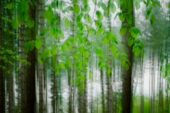 Ian Stanley - Highly Commended