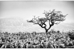 Nicky Higgens - Very Highly Commended
