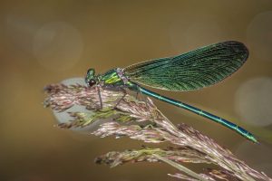 An Evening with Trevor Cole @ Zoom