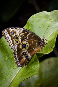 An Evening with Trevor Cole @ Zoom