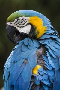 An Evening with Trevor Cole @ Zoom