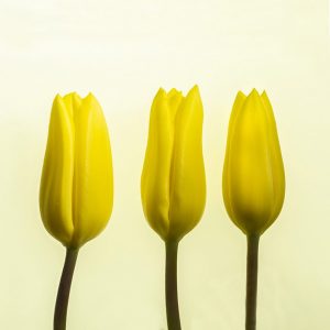 Competition 2 "Open" CD 17/11/25 Print and PDI @ Frodsham Community Centre