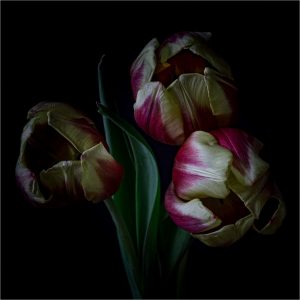 Member's Evening @ CANCELLED