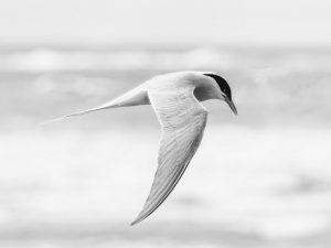 Member's Evening @ CANCELLED