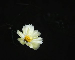 Member's Evening @ CANCELLED