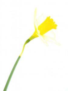 Competition 2 "Open" CD 17/11/25 Print and PDI @ Frodsham Community Centre