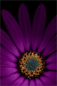 Competition 2 "Open" CD 17/11/25 Print and PDI @ Frodsham Community Centre