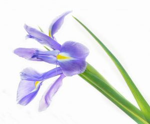 An Evening with Trevor Cole @ Zoom