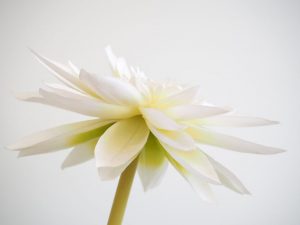 Competition 2 "Open" CD 17/11/25 Print and PDI @ Frodsham Community Centre