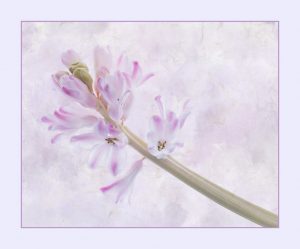 Member's Evening @ CANCELLED