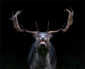 Member's Evening @ CANCELLED