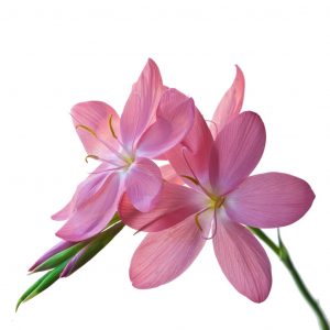 Competition 2 "Open" CD 17/11/25 Print and PDI @ Frodsham Community Centre