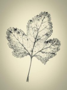 Member's Evening @ CANCELLED