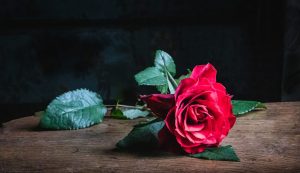 Competition 2 "Open" CD 17/11/25 Print and PDI @ Frodsham Community Centre