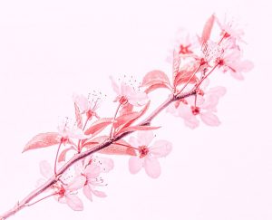 Member's Evening @ CANCELLED