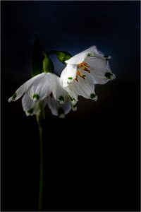 Competition 2 "Open" CD 17/11/25 Print and PDI @ Frodsham Community Centre