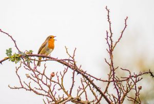 Competition 2 "Open" CD 17/11/25 Print and PDI @ Frodsham Community Centre