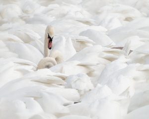 Competition 2 "Open" CD 17/11/25 Print and PDI @ Frodsham Community Centre