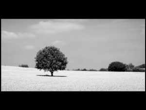 Competition 2 "Open" CD 17/11/25 Print and PDI @ Frodsham Community Centre