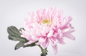 Competition 2 "Open" CD 17/11/25 Print and PDI @ Frodsham Community Centre