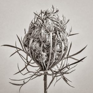 Competition 2 "Open" CD 17/11/25 Print and PDI @ Frodsham Community Centre