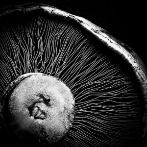 Member's Evening @ CANCELLED