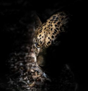 Member's Evening @ CANCELLED