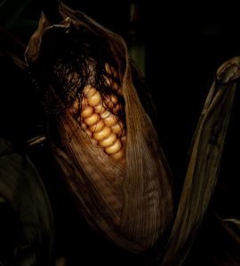 Member's Evening @ CANCELLED