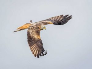 Out of the Dark with Simon Caplan @ Zoom