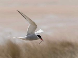 Member's Evening - Details to be confirmed @ Frodsham Community Centre