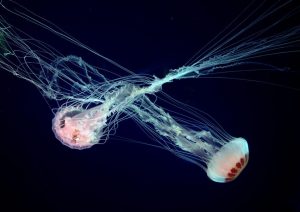 Member's Evening - Details to be confirmed @ Frodsham Community Centre