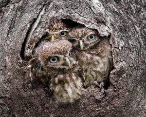 Member's Evening - Details to be confirmed @ Frodsham Community Centre