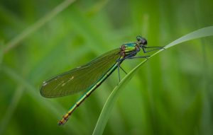 Member's Evening - Details to be confirmed @ Frodsham Community Centre