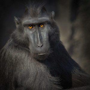 Member's Evening - Details to be confirmed @ Frodsham Community Centre