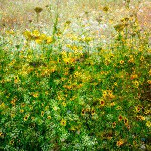 Member's Evening - Details to be confirmed @ Frodsham Community Centre