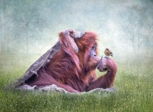 Member's Evening - Details to be confirmed @ Frodsham Community Centre