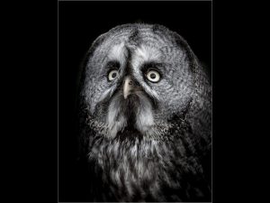 Member's Evening - Details to be confirmed @ Frodsham Community Centre