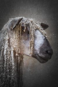 Member's Evening - Details to be confirmed @ Frodsham Community Centre