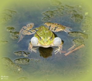 Member's Evening - Details to be confirmed @ Frodsham Community Centre