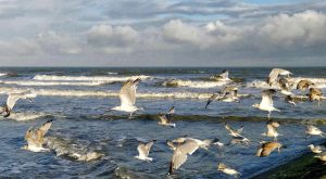 Member's Evening @ Zoom