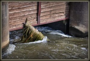 Member's Evening @ Zoom